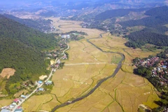 Cánh đồng lúa nếp tan Mường Và, huyện Sốp Cộp. (Ảnh: Hữu Quyết/TTXVN)