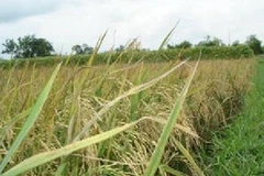 Sản xuất thành công giống lúa mới thay IR 50404