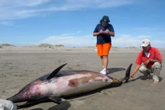 Cá heo chết hàng loạt tại Mỹ vì mắc virus sởi ở người