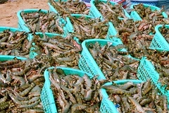 Sóc Trăng: Giá tôm tăng mạnh, nông dân thu lợi cao