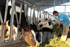 Ảnh minh họa. (Nguồn: TTXVN)