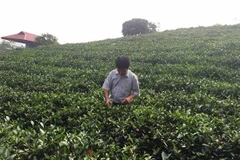 Ông Hoàng Xuân Thuỷ đang chăm sóc vườn chè. (Ảnh: T.H/Vietnam+) 