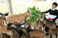 Nhiều hộ ở các vùng dân tộc thiểu số đã vươn lên thoát nghèo từ đồng vốn tín dụng chính sách ưu đãi. (Nguồn: TTXVN)