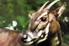 Saola, loài thú đang là ẩn số với các nhà khoa học. (Ảnh: WWF)