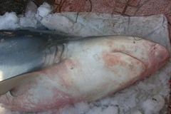 Con cá mập này được đầu nậu thu mua, ướp đá để vận chuyển cho khách hàng. (Ảnh: T.T/Vietnam+)