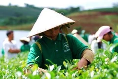 Bài toán thương hiệu chè Việt đang làm đau đầu Hiệp hội Chè. (Nguồn: Internet)