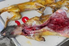 Bày bán công khai thịt động vật hoang dã tại chùa Hương. (Ảnh: ENV)