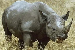 Tê giác Java. (Nguồn: Internet)