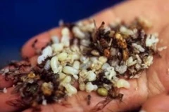 Trứng kiến gai đen giờ đã được chiết xuất thành viên nang, phục vụ y học. (Nguồn: Internet)
