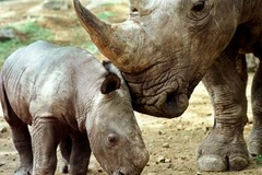 Ảnh chỉ có tính minh họa. (Nguồn: Internet)