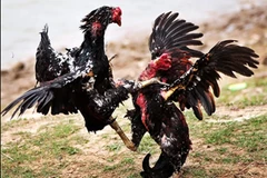 Một miếng kê quyền đẹp mắt. (Ảnh minh họa. Nguồn: Internet)