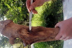 Vị trí viên đạn được tìm thấy trong xương chân của tê giác. (Nguồn: WWF Việt Nam)