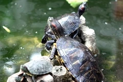 Rùa tai đỏ đang hoành hành tại hồ Gươm. (Ảnh: Thế Duyệt/TTXVN)