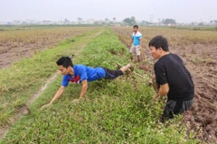 Sau vụ thu hoạch hè thu, nhiều thửa ruộng ở các huyện ngoại thành Hà Nội trở thành địa điểm ưa thích của đám trai làng đi săn chuột đồng. (Ảnh: Minh Sơn/Vietnam+)