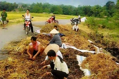 Người dân khóc ròng trên đống lúa bị đốt trụi (Ảnh: Facebook Huyện Thanh Sơn-Tân Sơn, Phú Thọ) 