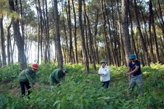 Ban Chỉ đạo Tây Nguyên làm việc với Kon Tum về bảo vệ rừng