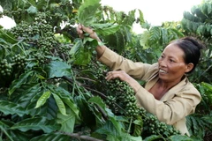 Vườn càphê. (Ảnh: Trần Việt/TTXVN)
