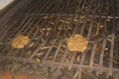 Cần sớm làm rõ thông tin "vỗ béo" lươn bằng thuốc tránh thai