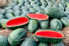 Tất cả vùng trồng và cơ sở đóng gói dưa hấu xuất khẩu sang Trung Quốc phải đăng ký và được cả Bộ Nông nghiệp và Phát triển Nông thôn và Tổng Cục Hải quan Trung Quốc phê duyệt. (Ảnh: PV/Vietnam+)
