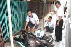 Cần chấm dứt tình trạng vi phạm này. (Ảnh: Internet)