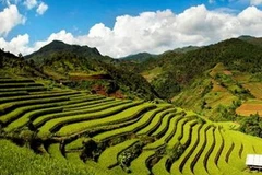 Ruộng bậc thang ở cao nguyên Hà Giang. (Ảnh: Phạm Hồng Thắng/Vietnam+)