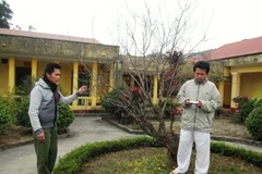 Những thành viên trong "ngôi nhà" cõi người... điên ra ngắm bông hoa đào đầu tiên. Ảnh: (Cẩm Thơ/Vietnam+)