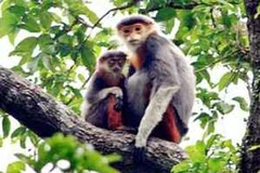 Hà Nội sẽ bảo tồn đa dạng sinh học tại rừng đặc dụng Hương Sơn. (Nguồn: Internet)