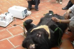 ENV cho rằng, nhiều người sẽ "tỉnh ngộ", từ bỏ sử dụng mật gấu chữa bệnh sau khi xem bộ phim. (Ảnh: Internet)