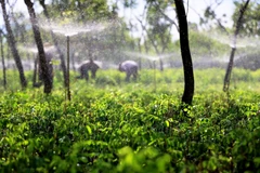  Với 2ha trồng rau ngót hữu cơ, gia đình ông Lại Văn Luyến (ấp Tân Bình 2, xã Lang Minh, huyện Xuân Lộc) có thu nhập ổn định hơn 1 tỷ đồng/năm. (Ảnh: Hồng Đạt/TTXVN)