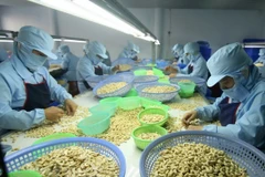 Chế biến hạt điều xuất khẩu. (Ảnh: Vũ Sinh/TTXVN) 