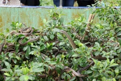 Rắn được nuôi trong môi trường tự nhiên ở trại rắn Đồng Tâm. (Ảnh: Hữu Chí/TTXVN) 