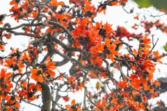 Vào mùa Đông, cây gạo trút hết lá để dành sang Xuân nở ra những bông hoa rực rỡ như các đốm lửa giữa không trung. (Ảnh: Tuấn Đức/TTXVN) 