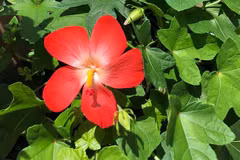 Hoa sâm Báo. (Nguồn: baothanhhoa.vn)