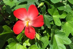 Hoa sâm Báo. (Nguồn: baothanhhoa.vn)