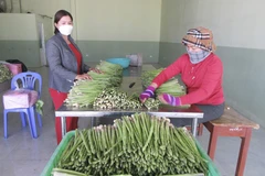 Mô hình liên kết sản xuất măng tây xanh tại Hợp tác xã dịch vụ tổng hợp nông nghiệp Tuấn Tú (xã An Hải, huyện Ninh Phước) giúp nhiều hộ đồng bào Chăm phát triển kinh tế, thoát nghèo bền vững. (Ảnh: Nguyễn Thành/TTXVN)