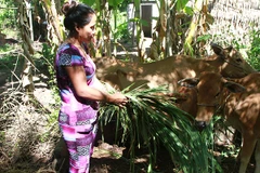 Chị Thạch Thị Sắc, người dân tộc Khmer ở ấp Ba So ở xã Nhị Trường, huyện Cầu Ngang, tỉnh Trà Vinh được vay vốn ưu đãi phát triển đàn bò. (Nguồn: Ngân hàng chính sách xã hội) 