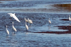 Vườn Quốc gia Xuân Thủy. (Ảnh: Quang Quyết/TTXVN)