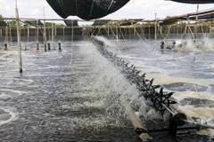 Nuôi tôm thẻ chân trắng ứng dụng công nghệ cao. Ảnh minh họa. (Ảnh: Lê Huy Hải/TTXVN)