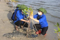 Lực lượng đoàn viên, thanh niên xã Cam Thành Bắc, huyện Cam Lâm, tỉnh Khánh Hòa hưởng ứng trồng cây đước ở rừng ngập mặn ven đầm Thủy Triều. (Ảnh: Phan Sáu/TTXVN) 