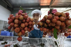 Dây chuyền sơ chế, chế biến vải thiều xuất khẩu tại Công ty CP xuất nhập khẩu thực phẩm Toàn Cầu. (Ảnh: Danh Lam/TTXVN)