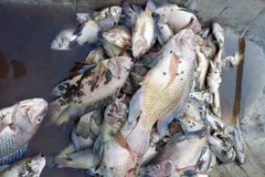 Cá chết nổi dạt vào bờ bốc mùi hôi thối. (Ảnh: TTXVN phát)