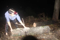 Hiện trường nhiều cây thông lớn trước cửa chùa Chân Tiên bị cưa hạ. (Ảnh: Phan Quân/TTXVN)