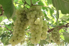 Giống nho mới không hạt NH04-128. (Ảnh: TTXVN phát) 