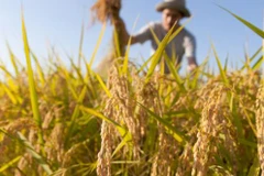 Ảnh minh họa. (Nguồn: globaltrademag.com)