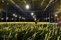 Một nhà vườn ở làng hoa Vạn Thành, phường 5, thành phố Đà Lạt. ( Ảnh: Nguyễn Dũng/TTXVN) 