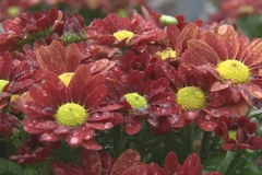 Cúc mini. (Nguồn: Báo Đồng Tháp)