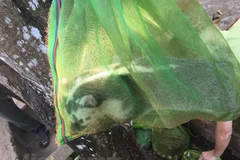 Ảnh minh họa. (Ảnh: Đậu Tất Thành/Vietnam+)