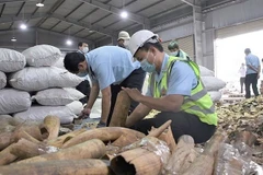 Lực lượng chức năng kiểm tra, xử lý lô hàng nghi là ngà voi và vảy tê tê. (Ảnh: TTXVN phát)