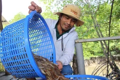 Thu hoạch tôm. (Nguồn: TTXVN)
