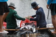 Thu hoạch cá tra cung cấp cho nhà máy chế biến phục vụ xuất khẩu tại hộ nông dân nuôi liên kết với doanh nghiệp ở xã Bình Hoà, huyện Châu Thành (An Giang). (Ảnh: Vũ Sinh/TTXVN( 